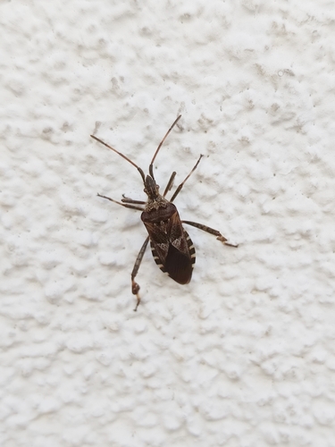 Western Conifer Seed Bug