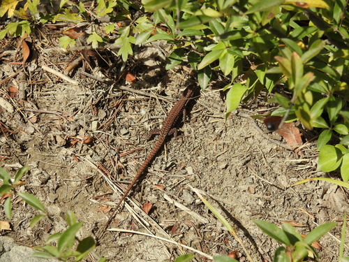 Common Wall Lizard
