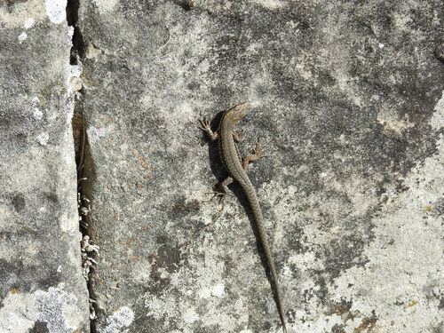 Common Wall Lizard