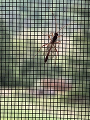 Ctenopelmatinae