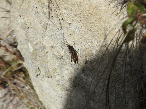 Woodland Grasshopper