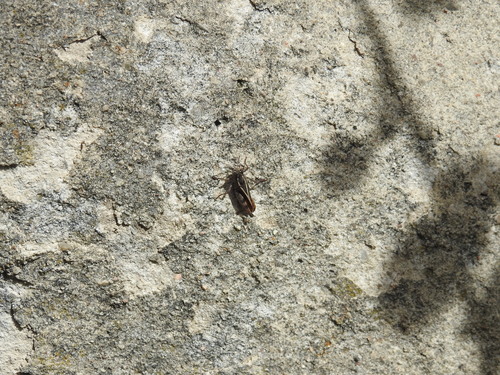 Pygmy Pincer Grasshopper