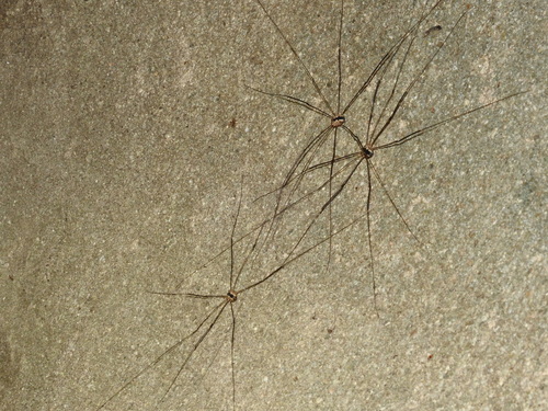 Leiobunum religiosum