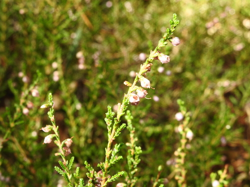 common heather