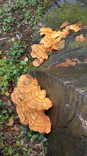 chicken of the woods