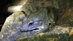 Limnonectes blythii