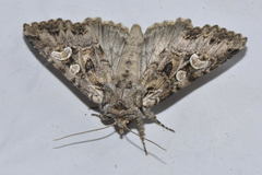 Pachetra sagittigera