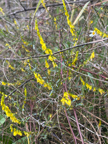 Yellow Sweetclover