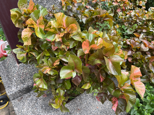 Acalypha amentacea observed 2026-10-12