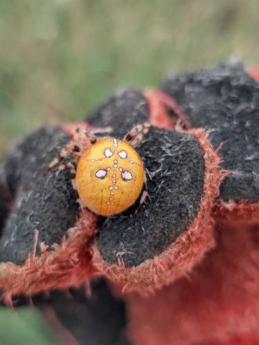 Four-spot Orbweaver