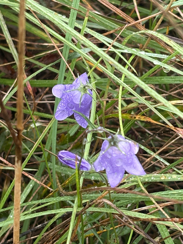 Common Harebell