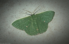 Prasinocyma iosticta