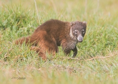 Nasua narica nelsoni