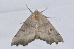 Odontopera bidentata