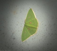 Comostola leucomerata