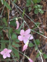 Convolvulus dorycnium