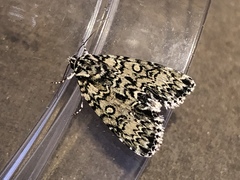 Acronicta heitzmani