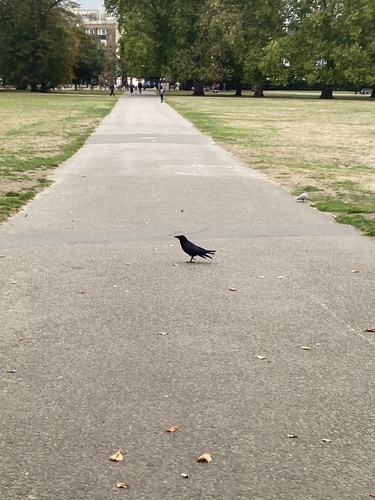 Carrion Crow