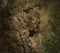 Cotylana angustifrons