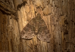 Polyclysta hypogrammata