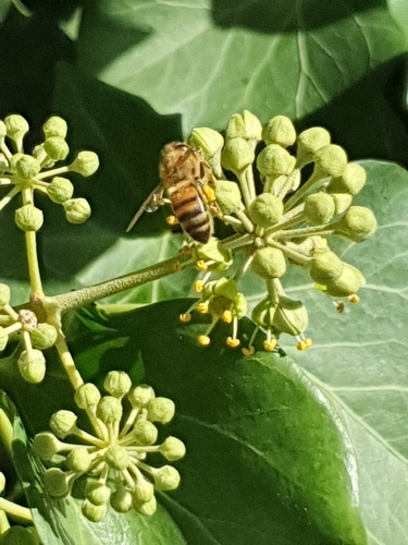 Western Honey Bee