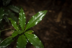 Beilschmiedia obtusifolia