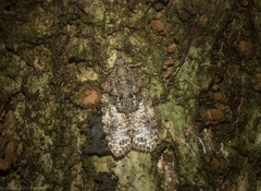 Polylopha epidesma