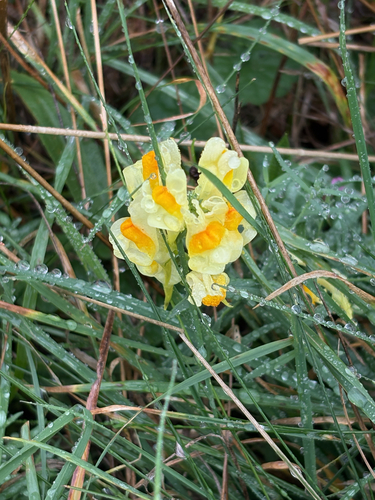 common toadflax