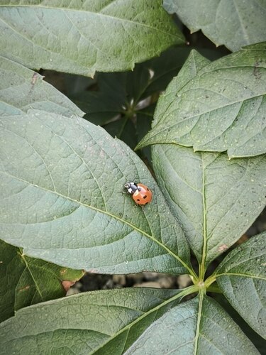 Seven-spotted Lady Beetle