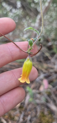 Marianthus bignoniaceus observed 2026-10-12