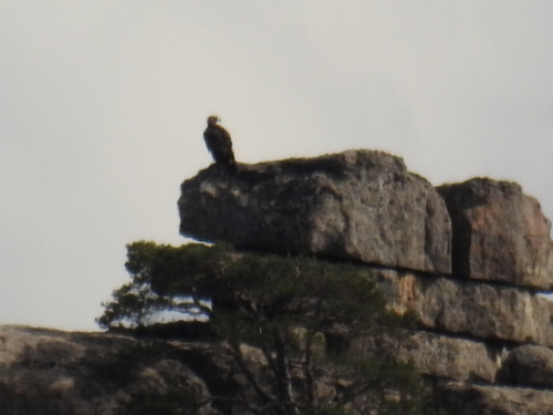 Golden Eagle
