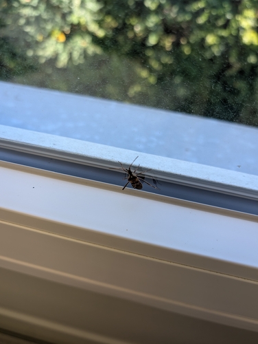 Western Conifer Seed Bug