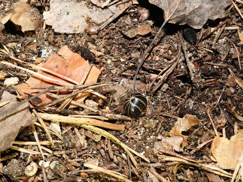 Common Pill Millipede