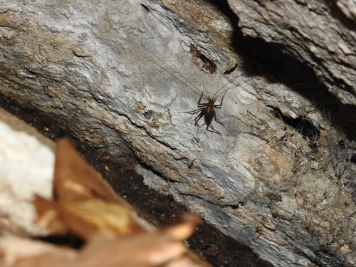 Azam's Cave-cricket