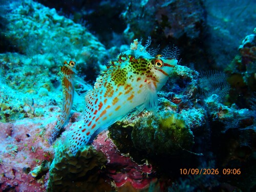 Cirrhitichthys falco observed 2026-10-09