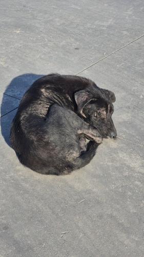 Domestic Dog