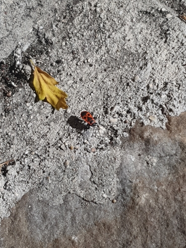 European Firebug