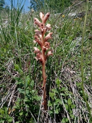 Orobanche teucrii
