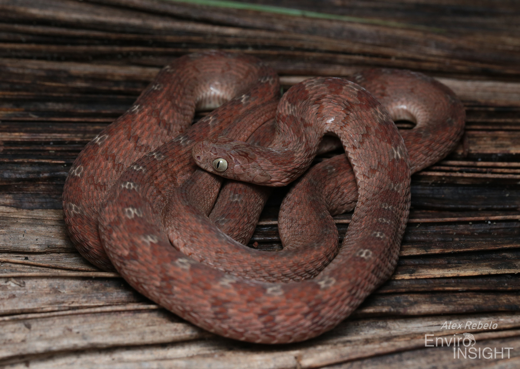 Dasypeltis latericia