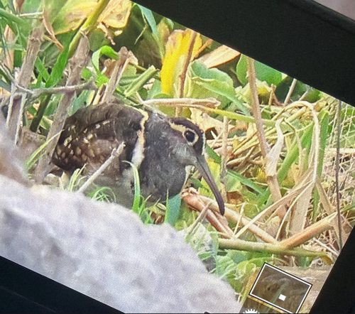iNaturalist image