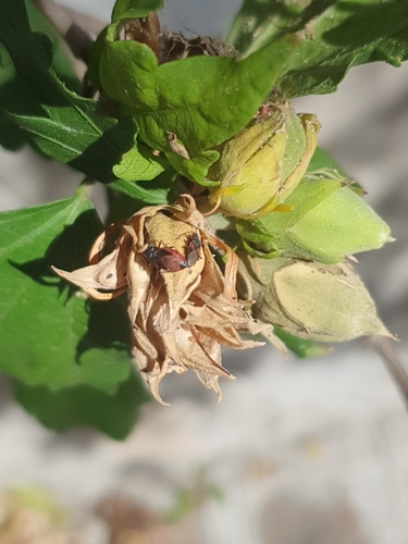 Lime seed bug