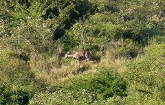 Tragelaphus imberbis