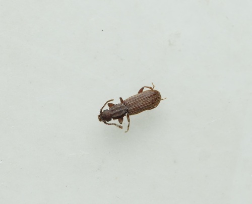 Oryzaephilus surinamensis, 2026-09-26