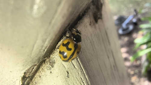 Small Transverse Ladybird Beetle