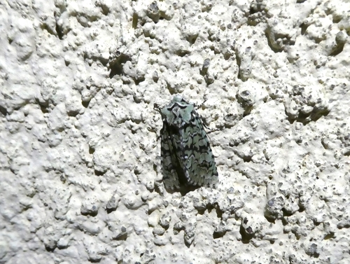 Merveille du Jour