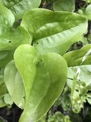 Smilax californica