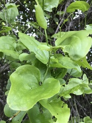 Smilax californica