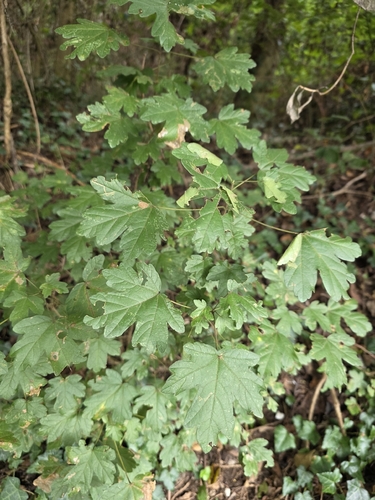 field maple