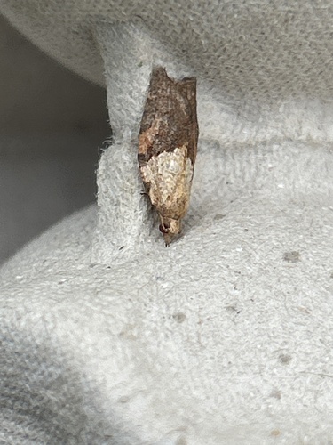 Light Brown Apple Moth
