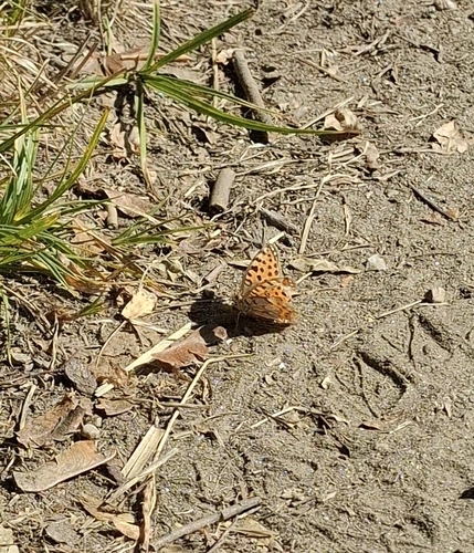 Queen of Spain Fritillary